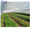 Leon series best price hot sale greenhouse